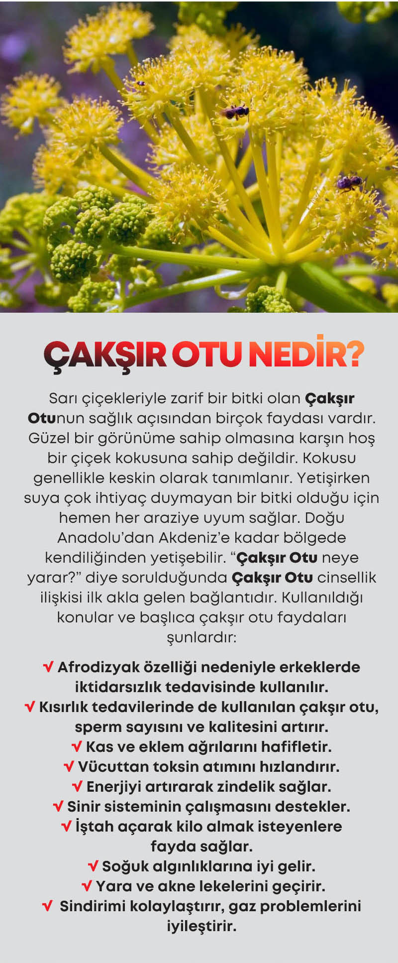 Çaksır Otu Macunu - TR